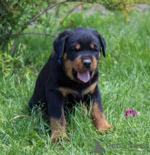 Dodatkowe zdjęcia: Szczeniak rottweilera