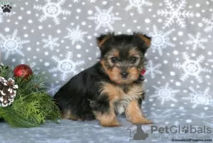 Zdjęcie №2 do zapowiedźy № 63828 na sprzedaż  yorkshire terrier - wkupić się Niemcy 