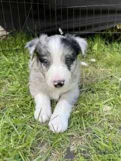 Zdjęcie №1. border collie - na sprzedaż w New Orleans | 872zł | Zapowiedź №64139