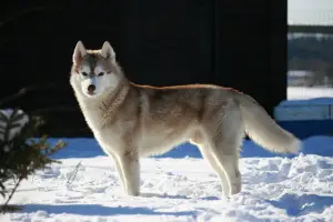 Dodatkowe zdjęcia: St. Petersburg. Szczenięta Siberian Husky są oferowane na sprzedaż