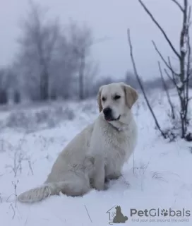 Zdjęcie №2 do zapowiedźy № 78615 na sprzedaż  golden retriever - wkupić się Ukraina prywatne ogłoszenie, hodowca