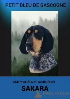 Zdjęcie №2 do zapowiedźy № 40219 na sprzedaż  petit basset griffon vendéen - wkupić się Polska prywatne ogłoszenie