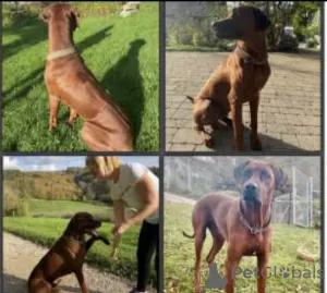 Dodatkowe zdjęcia: Urocze szczenięta Rhodesian Ridgeback