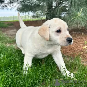 Zdjęcie №2 do zapowiedźy № 45712 na sprzedaż  labrador retriever - wkupić się Brazylia prywatne ogłoszenie