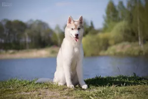 Dodatkowe zdjęcia: Na sprzedaż bardzo piękna hodowana dziewczynka SIBERIAN HUSKEY