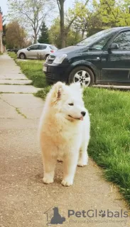 Zdjęcie №1. samojed (rasa psa) - na sprzedaż w Москва | negocjowane | Zapowiedź №19397