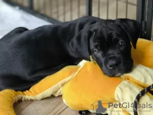 Zdjęcie №1. cane corso - na sprzedaż w Berlin | Bezpłatny | Zapowiedź №126584