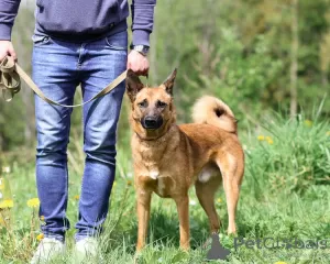 Dodatkowe zdjęcia: Ruda, szczera, zakochana