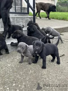 Dodatkowe zdjęcia: Cane Corso szczenięta