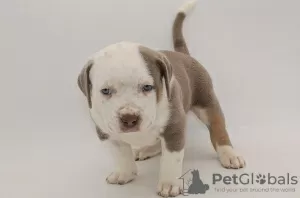 Zdjęcie №1. american bully - na sprzedaż w Warszawa | 2511zł | Zapowiedź №105801