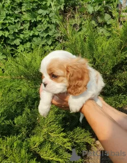 Zdjęcie №3. Suczka Cavalier King Charles Spaniel. Federacja Rosyjska