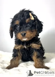 Dodatkowe zdjęcia: Cavapoo-cavapoo (pudel zabawkowy Cavalier)