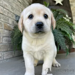 Zdjęcie №3. SPRZEDAM SUCZKĘ LABRADOR RETRIEVER. Brazylia