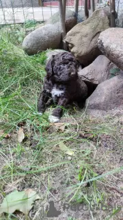 Zdjęcie №1. lagotto romagnolo - na sprzedaż w Augustów | 3767zł | Zapowiedź №71193