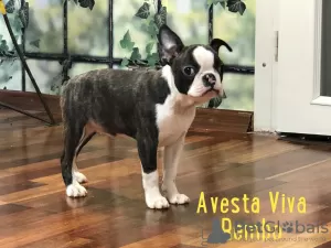 Zdjęcie №3. Boston Terrier dorasta niedrogo. Federacja Rosyjska