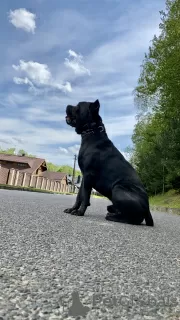 Dodatkowe zdjęcia: robienie na drutach. Samiec Cane Corso