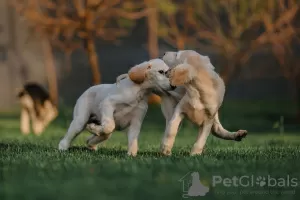 Zdjęcie №3. szczeniaki saluki. Białoruś