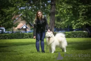 Dodatkowe zdjęcia: Sprzedam szczenięta rasy Samoyed