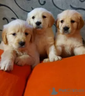 Zdjęcie №2 do zapowiedźy № 109160 na sprzedaż  golden retriever - wkupić się Niemcy prywatne ogłoszenie