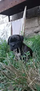 Zdjęcie №4. Sprzedam cane corso w Tyraspol. hodowca - cena - 1386zł