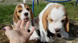 Dodatkowe zdjęcia: Sprzedam urocze szczenięta rasy beagle.