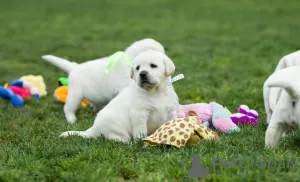 Zdjęcie №2 do zapowiedźy № 63314 na sprzedaż  labrador retriever - wkupić się Polska prywatne ogłoszenie