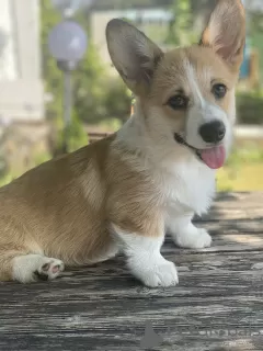 Dodatkowe zdjęcia: Szczeniaki Welsh Corgi