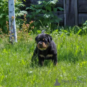 Dodatkowe zdjęcia: Szczeniak rottweilera