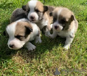 Zdjęcie №1. welsh corgi - na sprzedaż w Москва | 12605zł | Zapowiedź №13456