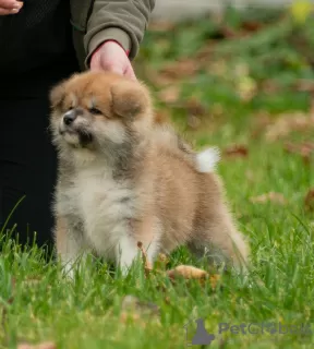 Zdjęcie №3. Japońskie szczenięta Akita Inu. Białoruś