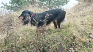 Zdjęcie №1. russian spaniel - na sprzedaż w Żukowski | 773zł | Zapowiedź №98491