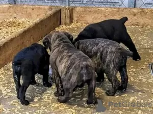 Zdjęcie №2 do zapowiedźy № 130461 na sprzedaż  cane corso - wkupić się Niemcy 