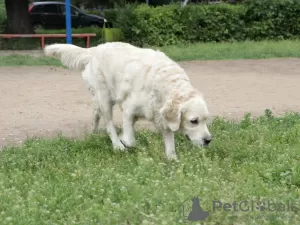 Zdjęcie №3. szczenięta golden retrievera. Federacja Rosyjska