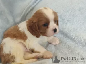 Zdjęcie №3. Cavalier king Charles Szczenięta.. Litwa