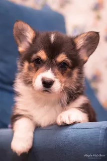 Zdjęcie №3. Szczeniaczki Welsh Corgi Pembroke. Federacja Rosyjska