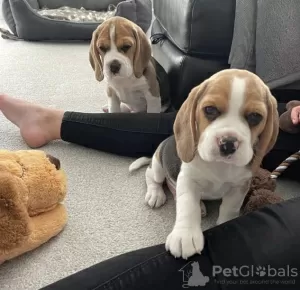 Dodatkowe zdjęcia: Sprzedam przepiękne szczenięta rasy beagle angielskie