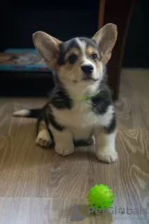 Zdjęcie №2 do zapowiedźy № 56047 na sprzedaż  welsh corgi - wkupić się Białoruś od żłobka