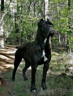 Zdjęcie №3. Do sprzedania cudowne szczenięta Cane Corso - pieski i dziewczynki.. Federacja Rosyjska