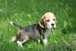 Zdjęcie №3. Beagle piesek trocolorowy ZKwP (FCI). Polska