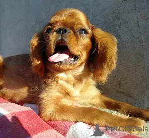 Zdjęcie №1. cavalier king charles spaniel - na sprzedaż w Krivoy Rog | 1814zł | Zapowiedź №7787