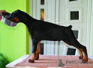 Zdjęcie №2 do zapowiedźy № 66322 na sprzedaż  doberman - wkupić się Serbia hodowca