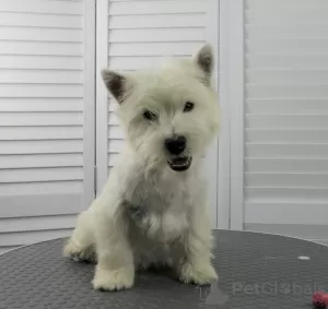 Zdjęcie №2 do zapowiedźy № 53652 na sprzedaż  west highland white terrier - wkupić się Federacja Rosyjska prywatne ogłoszenie, od żłobka, hodowca