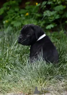 Dodatkowe zdjęcia: szczenięta cane corso