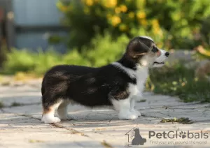 Dodatkowe zdjęcia: Szczeniaki Welsh Corgi Pembroke