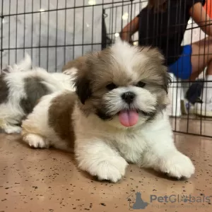 Zdjęcie №2 do zapowiedźy № 93495 na sprzedaż  shih tzu - wkupić się USA 