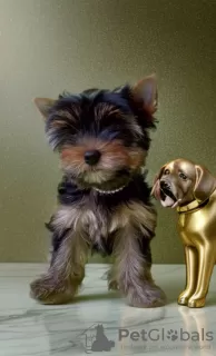 Dodatkowe zdjęcia: Yorkshire Terrier