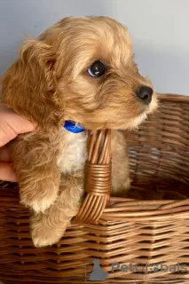 Zdjęcie №3. Cavapoo Cavadoodle. Polska