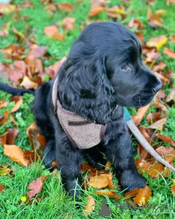 Zdjęcie №1. cocker spaniel angielski - na sprzedaż w Kijów | 1925zł | Zapowiedź №81309