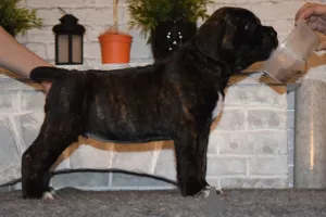 Dodatkowe zdjęcia: Do sprzedania cudowne szczenięta Cane Corso - pieski i dziewczynki.