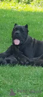 Zdjęcie №4. Sprzedam cane corso w Smederevska Palanka. prywatne ogłoszenie - cena - negocjowane